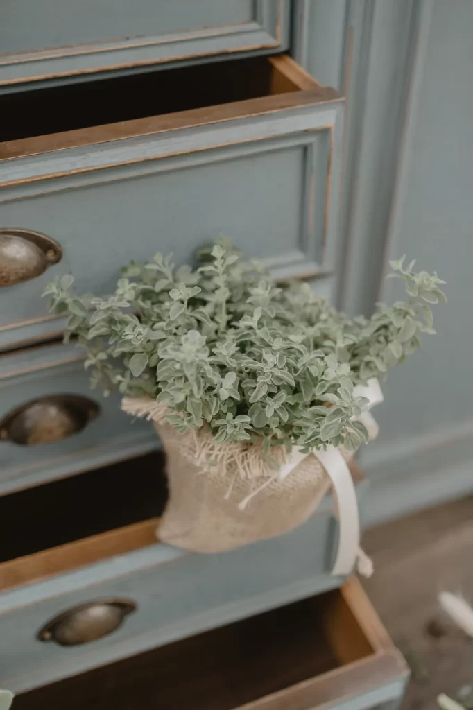 plant